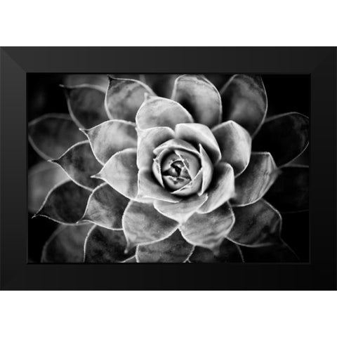 Monochrome Succulent V Black Modern Wood Framed Art Print by Berzel, Erin