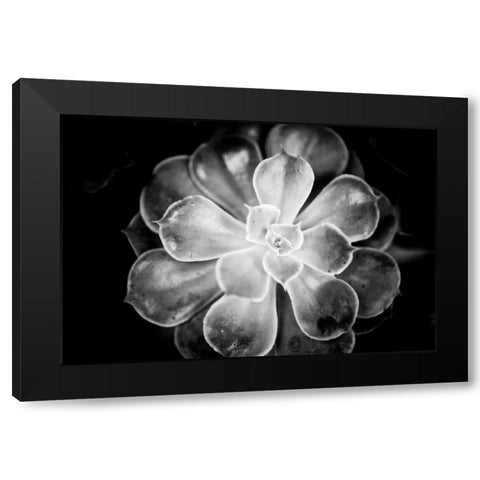 Monochrome Succulent VI Black Modern Wood Framed Art Print by Berzel, Erin