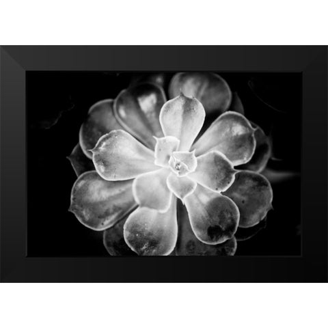 Monochrome Succulent VI Black Modern Wood Framed Art Print by Berzel, Erin