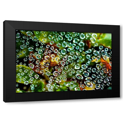 Spider Web Dew I Black Modern Wood Framed Art Print by Berzel, Erin