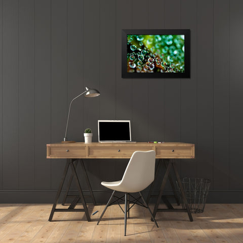 Spider Web Dew II Black Modern Wood Framed Art Print by Berzel, Erin