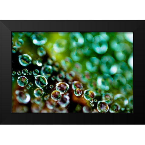 Spider Web Dew II Black Modern Wood Framed Art Print by Berzel, Erin