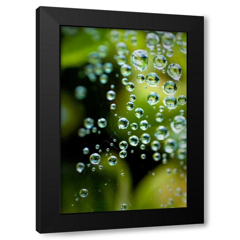 Suspended Dew II Black Modern Wood Framed Art Print by Berzel, Erin