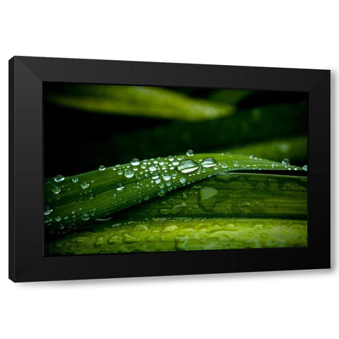 Dew on Grass Black Modern Wood Framed Art Print with Double Matting by Berzel, Erin