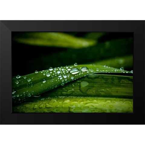 Dew on Grass Black Modern Wood Framed Art Print by Berzel, Erin
