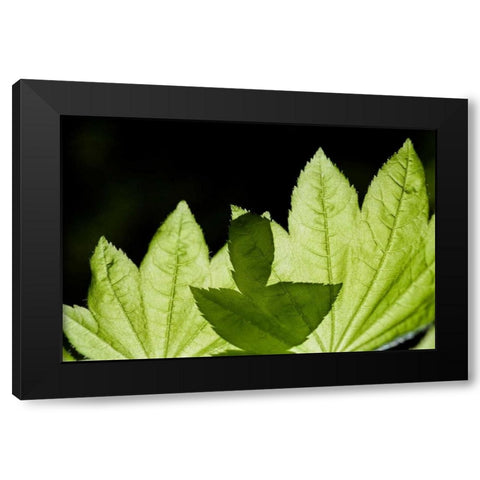 Illuminated Leaves Black Modern Wood Framed Art Print by Berzel, Erin