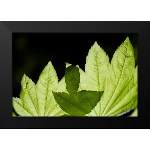 Illuminated Leaves Black Modern Wood Framed Art Print by Berzel, Erin