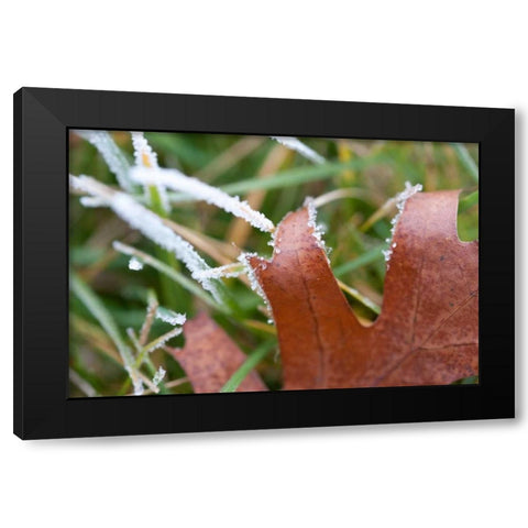 Morning Frost I Black Modern Wood Framed Art Print by Berzel, Erin