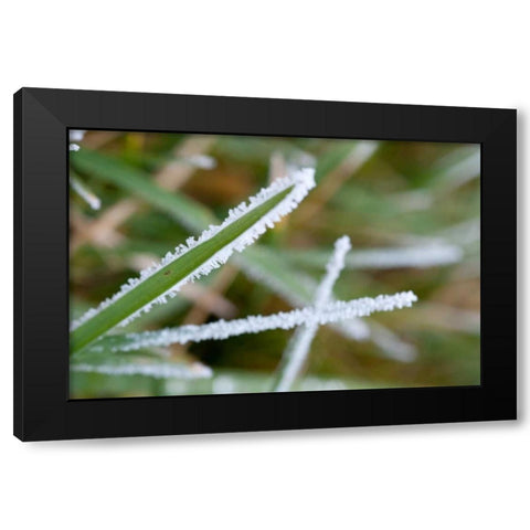 Morning Frost II Black Modern Wood Framed Art Print by Berzel, Erin