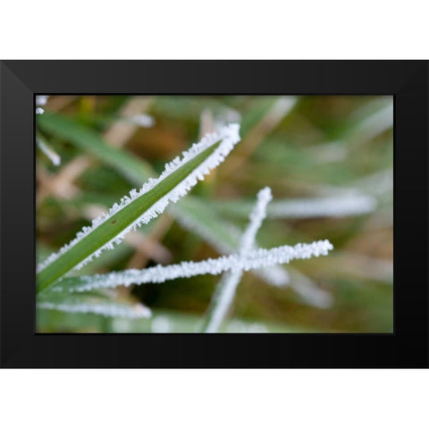 Morning Frost II Black Modern Wood Framed Art Print by Berzel, Erin