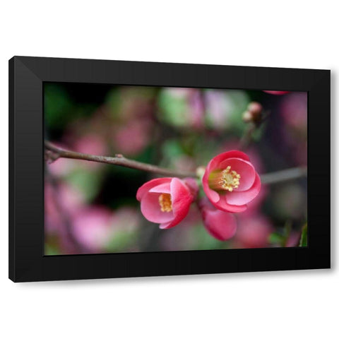 Pink Blossoms Black Modern Wood Framed Art Print by Berzel, Erin