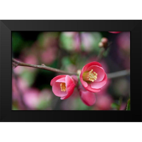 Pink Blossoms Black Modern Wood Framed Art Print by Berzel, Erin