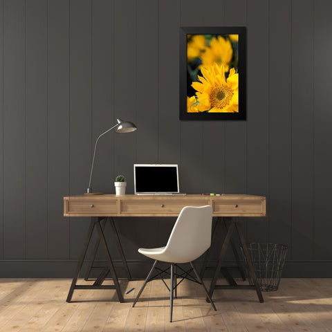 Yellow Sunflowers Black Modern Wood Framed Art Print by Berzel, Erin