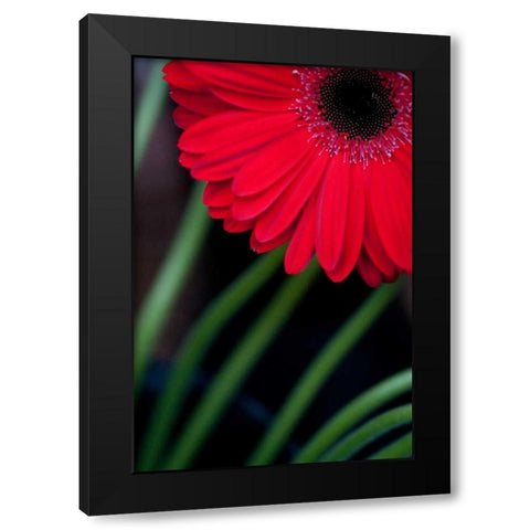 Red Gerbera Daisy Black Modern Wood Framed Art Print by Berzel, Erin