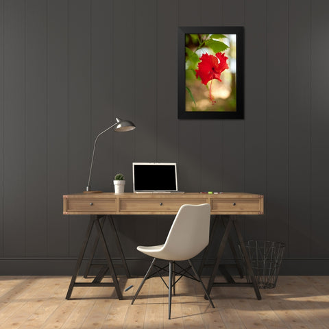 Red Hibiscus Black Modern Wood Framed Art Print by Berzel, Erin