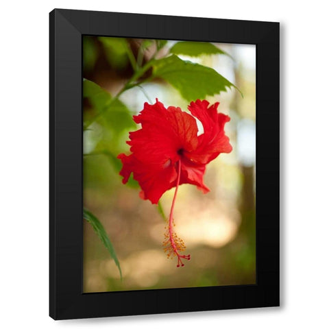 Red Hibiscus Black Modern Wood Framed Art Print by Berzel, Erin