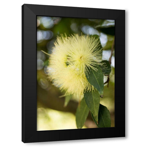 Yellow Blossom Black Modern Wood Framed Art Print by Berzel, Erin