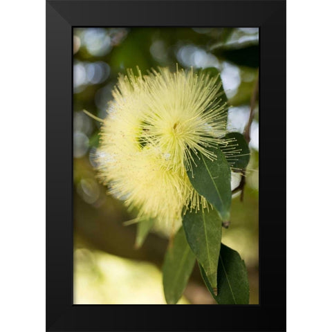 Yellow Blossom Black Modern Wood Framed Art Print by Berzel, Erin