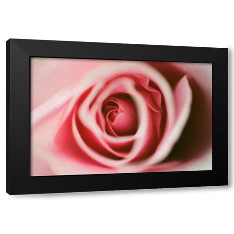 Pink Rose Black Modern Wood Framed Art Print with Double Matting by Berzel, Erin