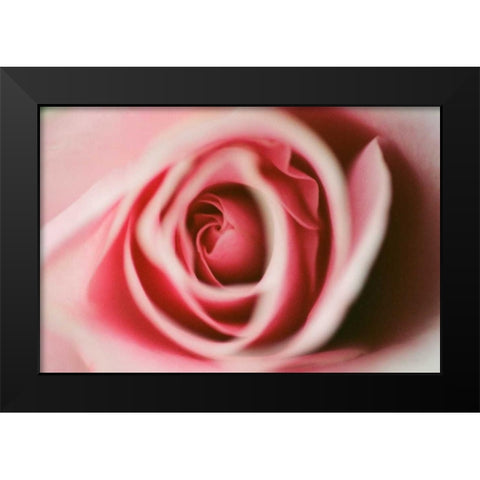Pink Rose Black Modern Wood Framed Art Print by Berzel, Erin