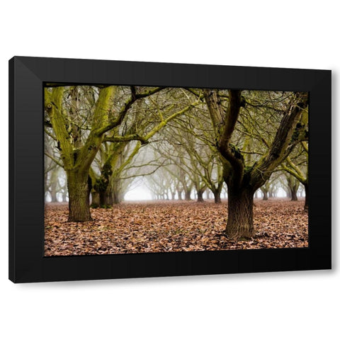 Hazel Tree Grove I Black Modern Wood Framed Art Print by Berzel, Erin