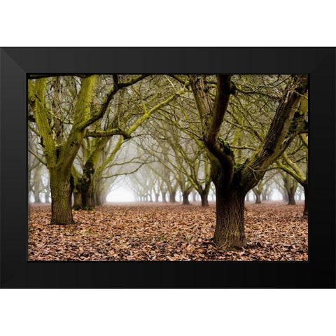 Hazel Tree Grove I Black Modern Wood Framed Art Print by Berzel, Erin