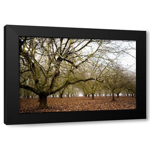 Hazel Tree Grove III Black Modern Wood Framed Art Print with Double Matting by Berzel, Erin
