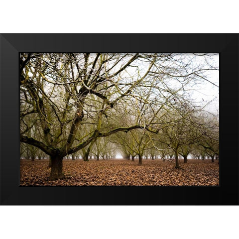Hazel Tree Grove III Black Modern Wood Framed Art Print by Berzel, Erin