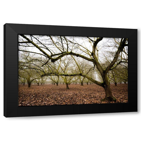 Hazel Tree Grove IV Black Modern Wood Framed Art Print by Berzel, Erin