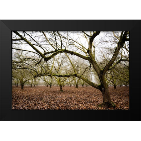 Hazel Tree Grove IV Black Modern Wood Framed Art Print by Berzel, Erin
