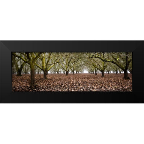 Hazel Tree Grove Pano I Black Modern Wood Framed Art Print by Berzel, Erin
