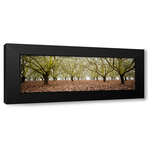 Hazel Tree Grove Pano II Black Modern Wood Framed Art Print by Berzel, Erin