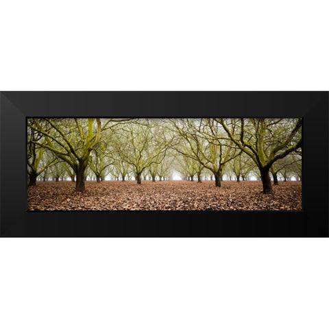Hazel Tree Grove Pano II Black Modern Wood Framed Art Print by Berzel, Erin