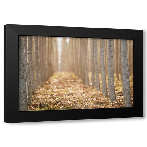 Pacific Albus I Black Modern Wood Framed Art Print by Berzel, Erin