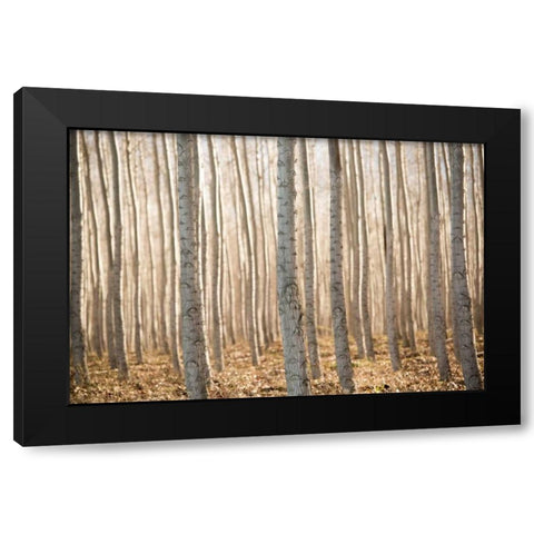 Pacific Albus II Black Modern Wood Framed Art Print with Double Matting by Berzel, Erin