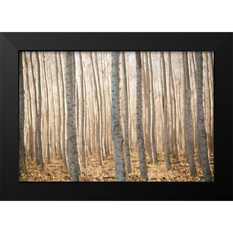 Pacific Albus II Black Modern Wood Framed Art Print by Berzel, Erin
