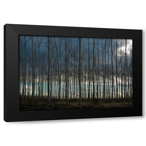 Pacific Albus and Clouds II Black Modern Wood Framed Art Print by Berzel, Erin