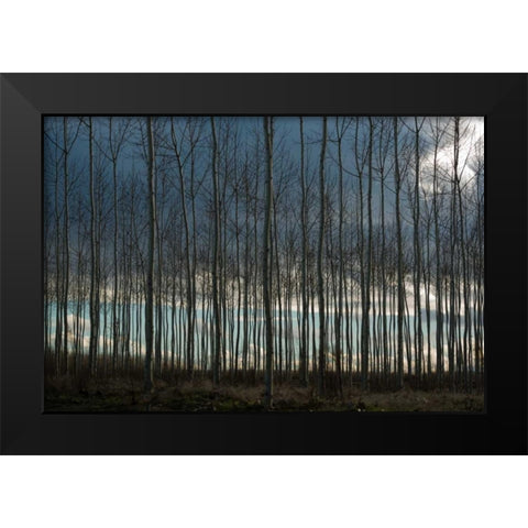 Pacific Albus and Clouds II Black Modern Wood Framed Art Print by Berzel, Erin