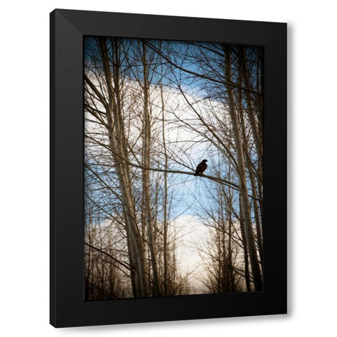 Hawk Silhouette Black Modern Wood Framed Art Print with Double Matting by Berzel, Erin