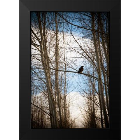 Hawk Silhouette Black Modern Wood Framed Art Print by Berzel, Erin