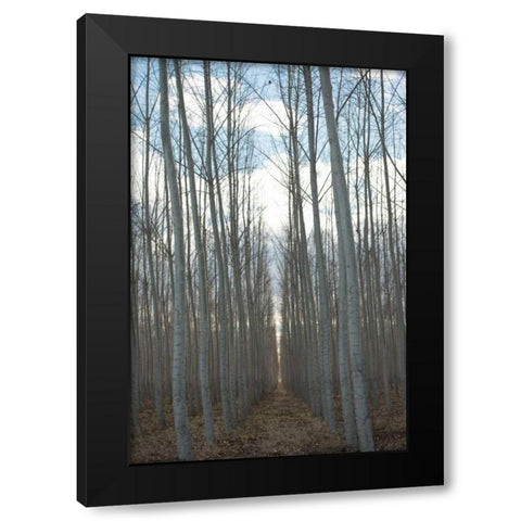 Pacific Albus Grove Black Modern Wood Framed Art Print with Double Matting by Berzel, Erin
