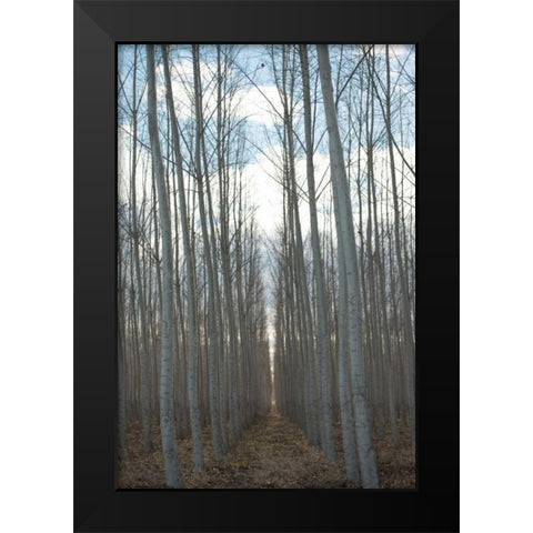 Pacific Albus Grove Black Modern Wood Framed Art Print by Berzel, Erin