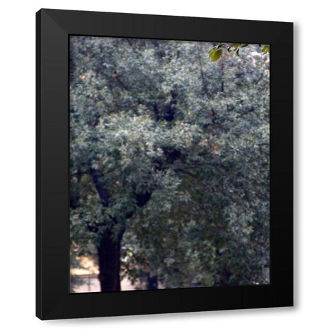 Bambino I Black Modern Wood Framed Art Print by Crane, Rita