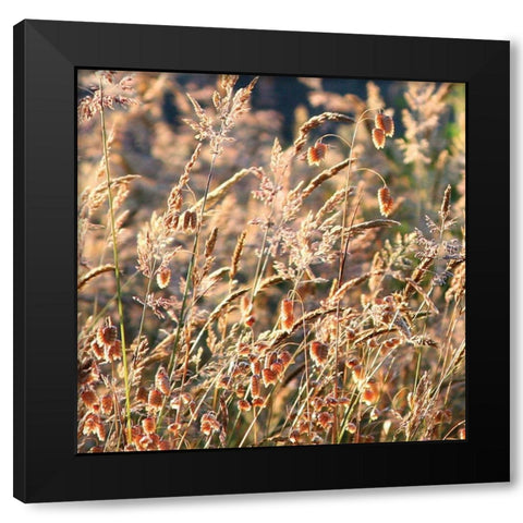 Wild Grasses Black Modern Wood Framed Art Print by Crane, Rita