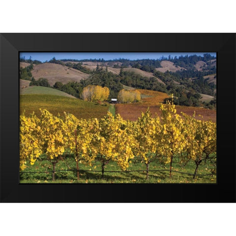 Barns and Vineyards I Black Modern Wood Framed Art Print by Crane, Rita