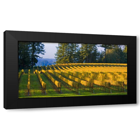 Golden Rows IV Black Modern Wood Framed Art Print by Crane, Rita