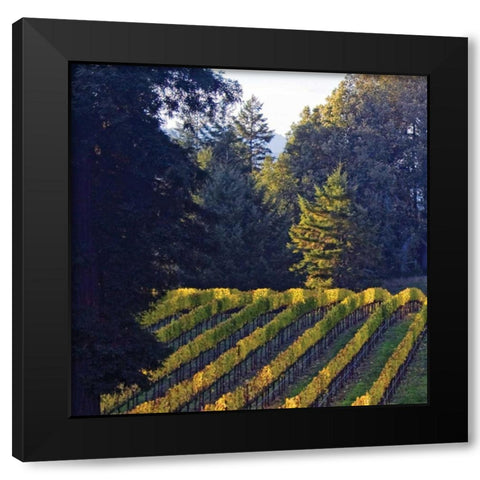Golden Rows V Black Modern Wood Framed Art Print with Double Matting by Crane, Rita