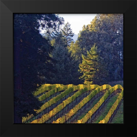 Golden Rows V Black Modern Wood Framed Art Print by Crane, Rita