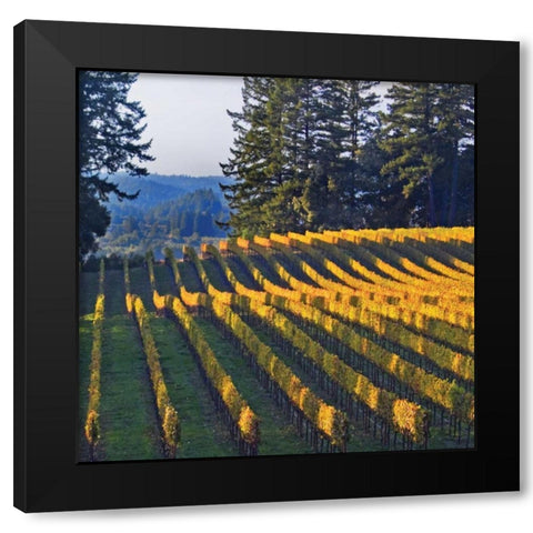 Golden Rows VI Black Modern Wood Framed Art Print with Double Matting by Crane, Rita