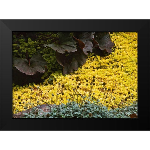 Garden Glimpse III Black Modern Wood Framed Art Print by Crane, Rita